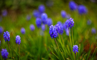 Blue flowers grass bokeh nature - erin hanson free wallpaper
