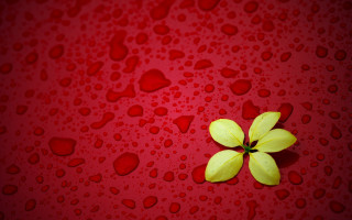 Yellow flower water drops red - drop of water free wallpaper