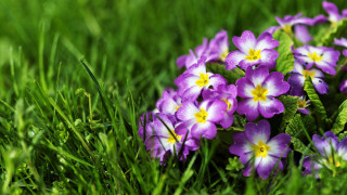Purple flower field nature macro - green leaf and grass free wallpaper