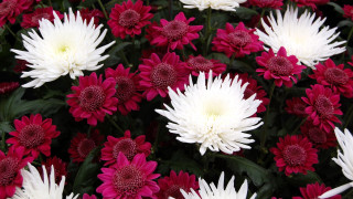 Flower puzzle ashbaugh camellia daisy - synchromism free wallpaper