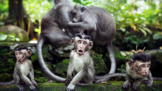 Monkeys forest nature photorealistic animals - a lush green forest free wallpaper for desktop