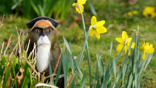 Monkey white beard flower field - a monkey with free wallpaper