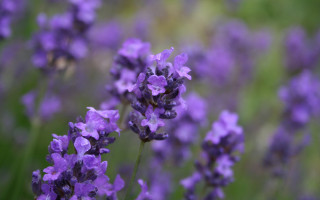 Purple flower field macro bokeh 2 - flavia bloi free wallpaper