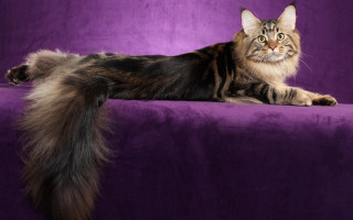 Cat purple couch longhair glamor - glamor pose free wallpaper