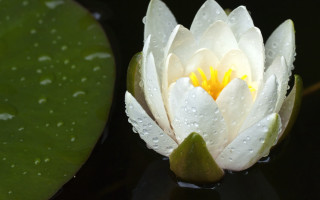 White water lily yellow center 4 - a dark surface free wallpaper