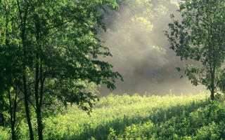 Foggy park bench trees light - a bench in the foreground free wallpaper