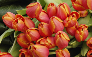 Red flowers green leaves green - a green plant in the foreground free wallpaper