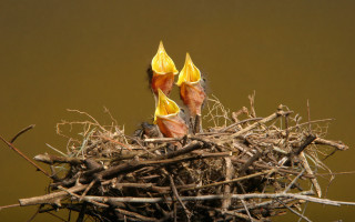 Bird nest young birds beaks - christopher williams free wallpaper