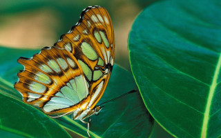 Butterfly greenleaf sunnyforest macrocloisonnism nohumans - free nature wallpaper for desktop