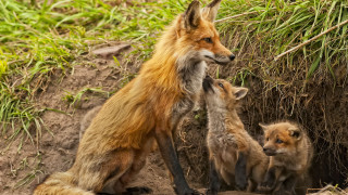 Mother fox two cubs dirt - bálint kiss free wallpaper