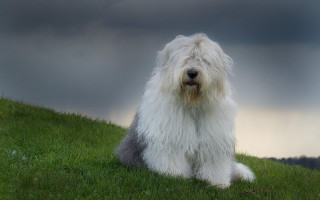 Shaggy white dog green field - stormy weather free wallpaper