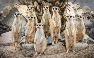 Meerkats rocks tree background incoherent - incoherent free wallpaper for desktop