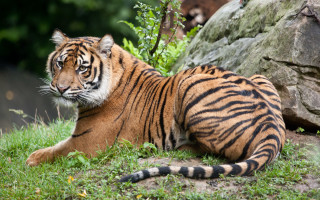 Sumatran tiger rock grass stream - the ground next free wallpaper