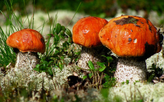 Mushrooms moss forest green grass - a group of mushrooms free wallpaper
