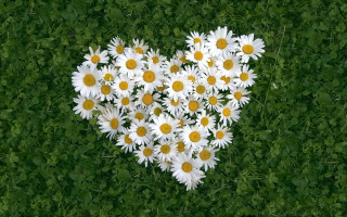 Heart daisies field leaves bouquet - the center free wallpaper for desktop