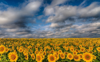 Sunflowers cloudy sky field flower - wide len free wallpaper