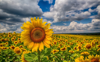 Sunflower field cloudy sky bouquet 2 - wide angle len free wallpaper