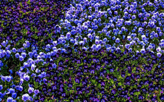 Blue purple flower field bouquet - green leaf and stems free wallpaper