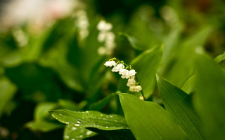 White flower water droplets macro 13 - the leaf free wallpaper for desktop