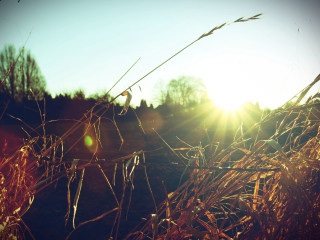 Sunset fence tallgrass tree lensflare - anamorphic free wallpaper for desktop