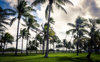 Grassy palm trees cloudy sky - a bench in the foreground free wallpaper for desktop