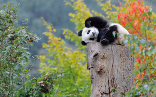 Panda sitting wooden post autumn - a panda bear free wallpaper for desktop