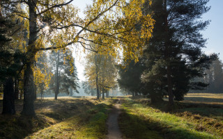 Dirt path forest autumn tiltshift - both side of it free wallpaper