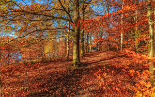 Woods path bench autumn leaves - a path free wallpaper for desktop
