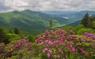 Mountain lake pinkflowers cloudy sky - a cloudy sky free wallpaper