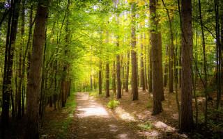 Forest path city lights nature - both side of it free wallpaper