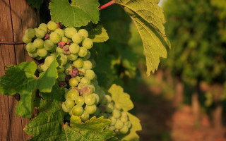 Grapes vineyard winery france impressionism - de hirsh margule free wallpaper