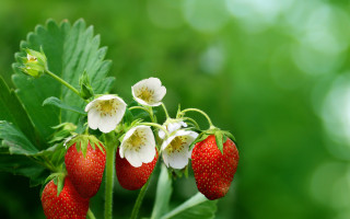 Strawberries whiteflowers greenleaves blurrybackground food - white flower free wallpaper