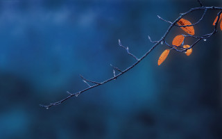 Branch leaves blue sky photorealistic - a branch free wallpaper for desktop