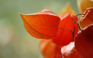 Red flower macro blurry background 3 - a single leaf free wallpaper for desktop