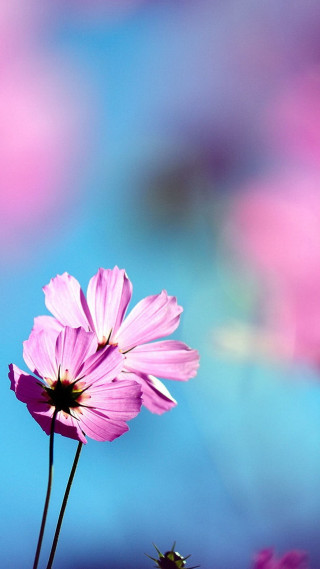 Pink flower blue background blurry 2 - claire dalby free wallpaper for mobile