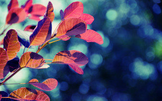 Red leaves branch bokeh green - a branch free wallpaper for desktop