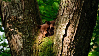 Bear cub peeking tree trunk - a tree trunk free wallpaper
