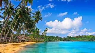 Beach palm trees blue ocean 3 - a blue ocean free wallpaper