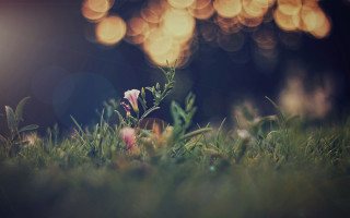 Blurry flower grass bokeh microscopic - claire dalby free wallpaper