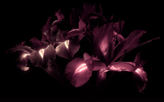 Flowers dark shadows raytraced bug - deep shadow free wallpaper