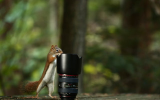 Squirrel camera macro bokeh nature - a squirrel free wallpaper for desktop