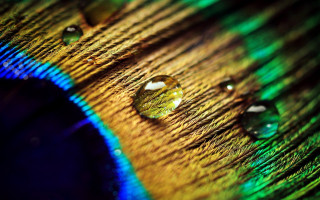 Peacock feather water drops holography - arthur quartley free wallpaper