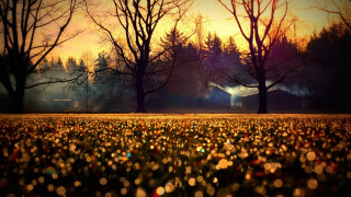 Field trees barn sunset light - bruce munro free wallpaper