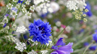 Flowers vase table blue white - white flower free wallpaper