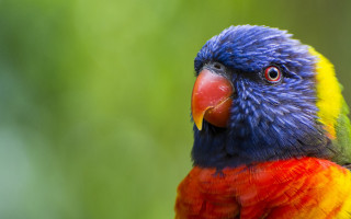Colorful bird red yellow blue - face and head free wallpaper