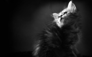 Cat dark sky light shining - dramatic free wallpaper