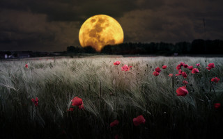 Full moon over flower field - full moon free wallpaper for desktop