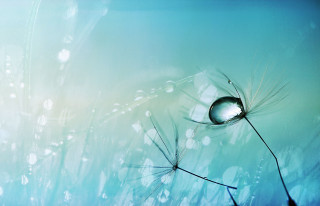 Water drop dandelion blue sky - dorothea braby free wallpaper