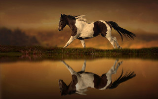 Horse lake sunset reflection photorealistic - a reflection free wallpaper