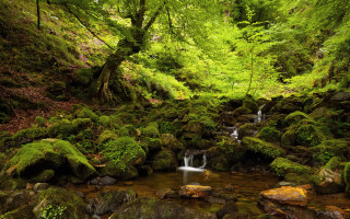 Lush forest stream waterfall rocks 3 - a small waterfall free wallpaper